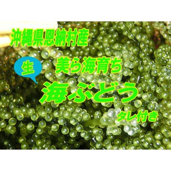 海ぶどう 生 300ｇ入り 恩納村産 美ら海育ち 海ブドウ 海藻類 海藻 沖縄産 県産 海ぶどう丼 沖縄料理 海ぶどう 001 W 沖縄お土産通販かまどおばぁの店 通販 Yahoo ショッピング