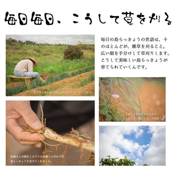 島らっきょう沖縄県産 100g 量り売り 500g以上購入で100gオマケ いよいよ旬の島らっきょう お試し 沖縄野菜 生 国産 天ぷらや塩漬に｜島らっきょう ｜ |  | 03