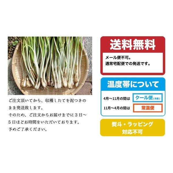 島らっきょう沖縄県産 100g 量り売り 500g以上購入で100gオマケ いよいよ旬の島らっきょう お試し 沖縄野菜 生 国産 天ぷらや塩漬に｜島らっきょう ｜ |  | 05