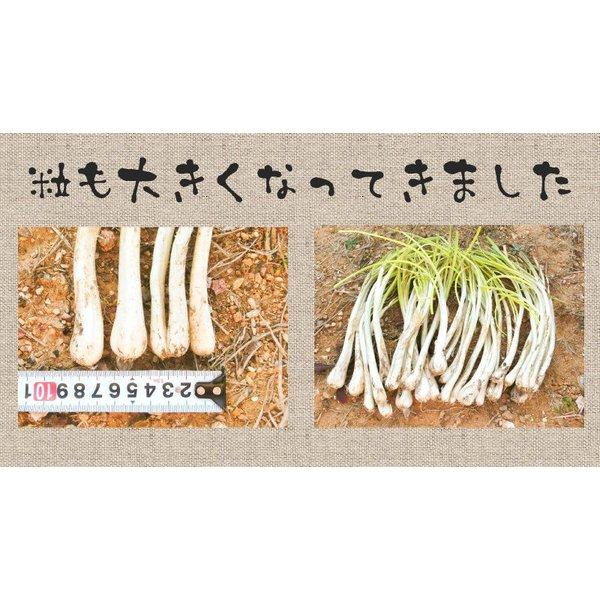 島らっきょう沖縄県産 100g 量り売り 500g以上購入で100gオマケ いよいよ旬の島らっきょう お試し 沖縄野菜 生 国産 天ぷらや塩漬に｜島らっきょう ｜ |  | 06