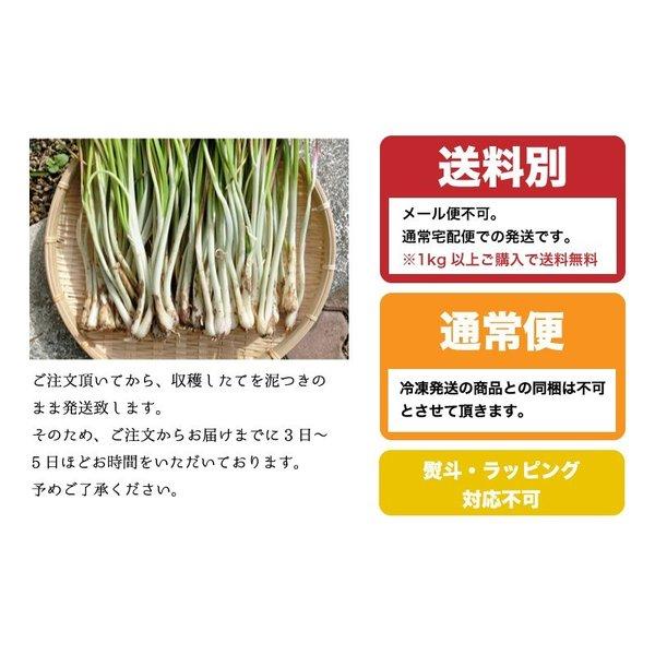 島らっきょう沖縄県産(100g) 量り売り♪500g以上購入で100gオマケ！ いよいよ旬の島らっきょう！お試し 沖縄野菜 ｜島らっきょう ｜ 生 国産 天ぷらや塩漬に！｜edoya13｜09