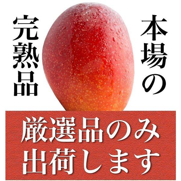 沖縄産 完熟マンゴー 2kg 4-6玉 送料無料 リピーター続出の甘さ お中元