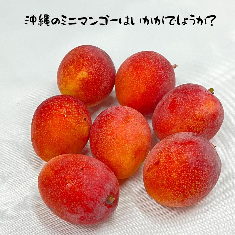 マンゴー 果物 フルーツ 訳あり 沖縄産マンゴ 2-4玉 1kgセット 送料無料 リピーター続出の甘さ 【7月中旬〜順次発送予定】｜マンゴ｜ |  | 01