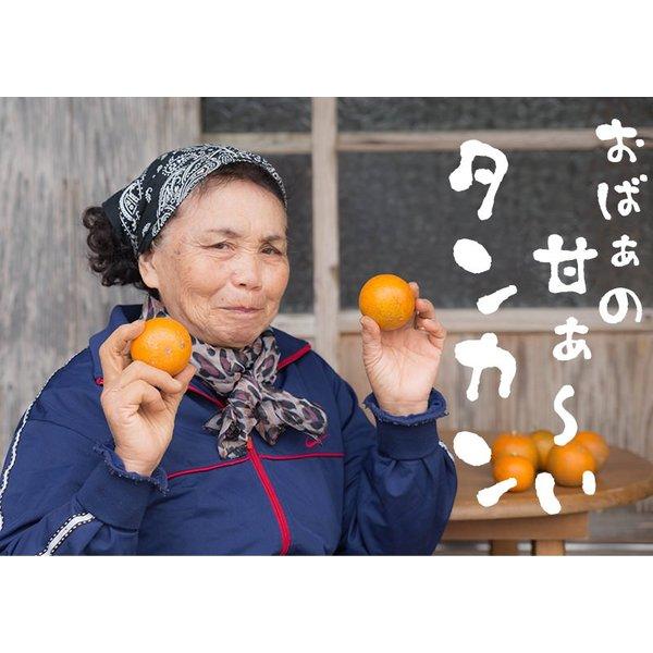 タンカン 5kg 沖縄たんかん！沖縄が誇る最強柑橘フルーツ ｜果物 ｜【2