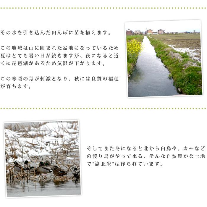 [令和７年度産 新米] つきあかり [白米] １０kg お米 湖北米 特別栽培米 [送料無料(一部除く)] 1等米 安心 安全 滋賀県 減農薬栽培 |  | 04