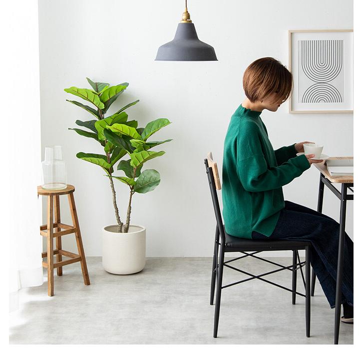 観葉植物 リラータ カシワバゴムの木 カシワバゴムノキ フェイク