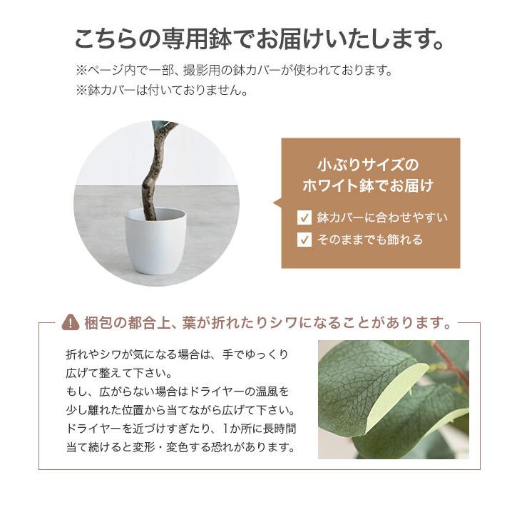 フェイクグリーン モンステラ 卓上 光触媒 観葉植物 室内 人工 造花 班入り リビング オフィス 一人暮らし ギフト 新居 引っ越し 祝い インテリア 高さ27 |  | 20