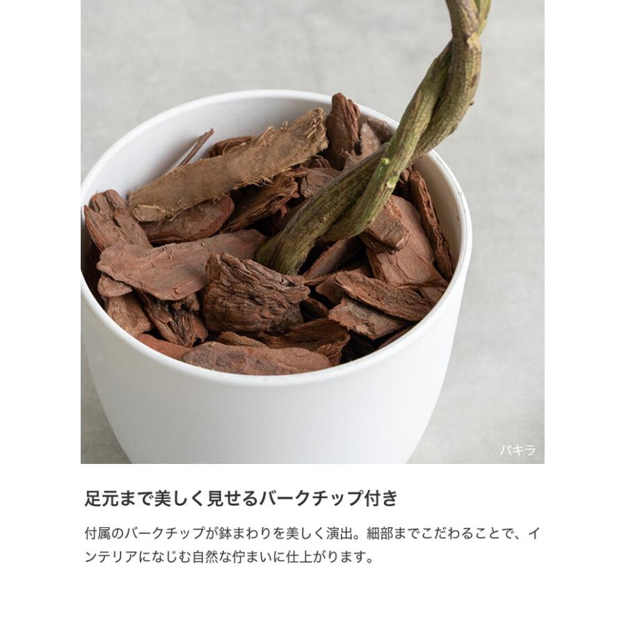 フェイクグリーン モンステラ 卓上 光触媒 観葉植物 室内 人工 造花 班入り リビング オフィス 一人暮らし ギフト 新居 引っ越し 祝い インテリア 高さ27 |  | 06