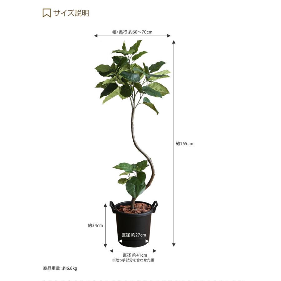 人工観葉植物 フェイクグリーン 高さ1.65m 人工植物 光触媒 インテリアグリーン 造花 インテリア おしゃれ ウンベラータ 消臭 抗菌 V-CAT｜eeena｜03