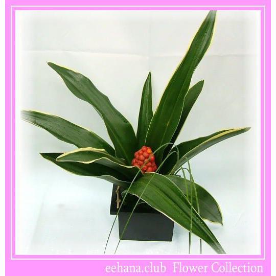 21年迎春 正月縁起もの おもとのアレンジ 万年青おもと 3 800円 送料無料 Ne 055 いいhana倶楽部 通販 Yahoo ショッピング