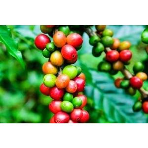 エクーア シベットコーヒー ベンゲット産 豆 250g ラッピング 送料無料