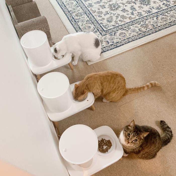 自動給餌器 犬 猫 自動餌やり機 丸洗い 多頭飼い イヌ ネコ 大容量 カスタム 給餌器 ペット給餌器 洗える おしゃれ 高さ調節  1日最大6回 duit the table |  | 18