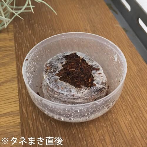 花ごごろdo 種から育てる サボテン栽培カプセル 2個入 Kz おしゃれ農作業着専門店エフィルス 通販 Yahoo ショッピング