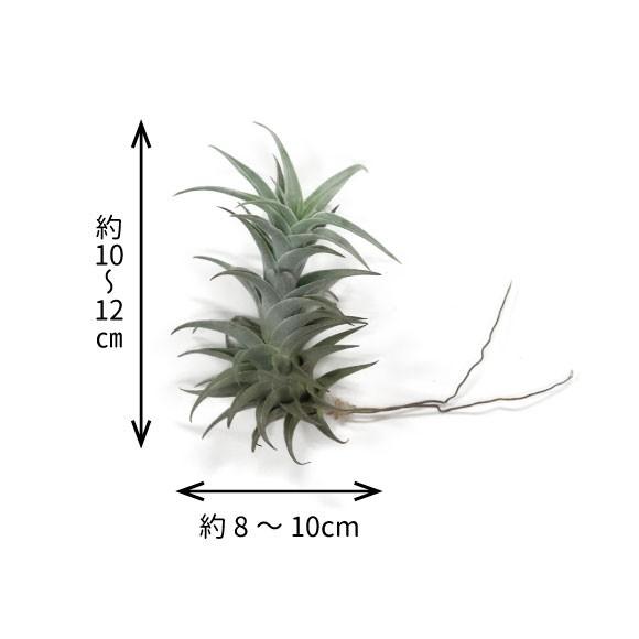 エアープランツ チランジア エディシアエ グリーン XL 高さ10cm〜12cm