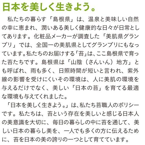 ハイゴケ 這苔 1トレー トレーサイズ300mm×450mm コケリウム 盆栽 植え替え 化粧 テラリウム 苔玉 庭 メンテナンス 石S直送｜efiluz｜05