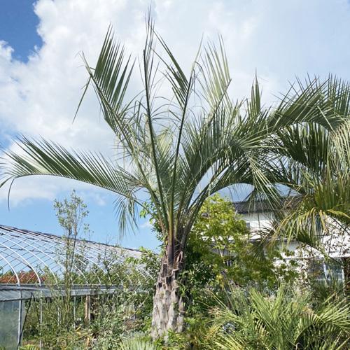 ココスヤシ☆シンボルツリーNo.1