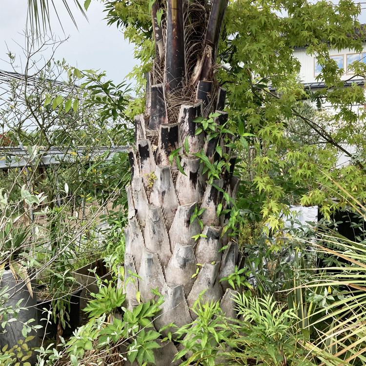 ココスヤシ☆シンボルツリーNo.1