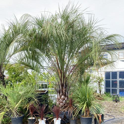 現品お届け ココスヤシ No.2 本州のみ配送可能 植栽は別途 ヤシの