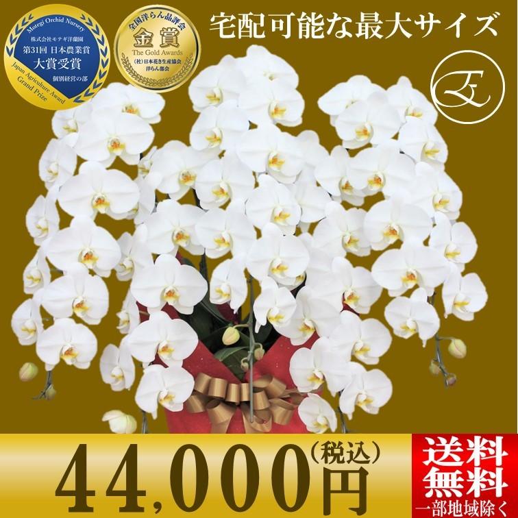 胡蝶蘭 就任祝い ギフト お祝い 大輪 ホワイトロッキー 5本立 ３l モテギ洋蘭園 極上の逸品 金賞 ラッピング付 竣工 開業 開院 開店 栄転 B5fwm フラワーショップエフラ 通販 Yahoo ショッピング