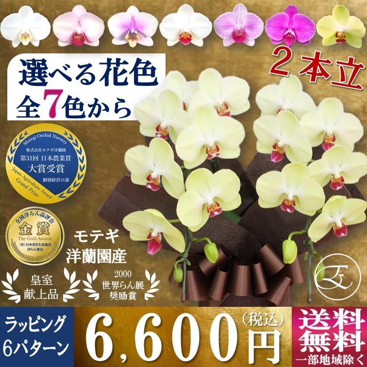 人気品種 胡蝶蘭 ギフト 中元 プレゼント お祝い 全てモテギ洋蘭園産 選べるミディ胡蝶蘭 2本立 自宅用 白 ピンク 紅白 紫 黄色 Eraberu2f 21 フラワーショップエフラ 通販 Yahoo ショッピング