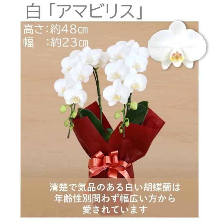 人気品種 胡蝶蘭 ギフト 叙勲 歳暮 プレゼント お祝い 「全てモテギ洋蘭園産」 選べるミディ胡蝶蘭 2本立 白 ピンク 紅白 紫 黄色 :eraberu2f-2021:フラワーショップエフラ - 通販 - Yahoo!ショッピング 人気品種 胡蝶蘭 ギフト 叙勲 歳暮 プレゼント お祝い 「全てモテギ洋蘭園産」 選べるミディ胡蝶蘭 2本立 白 ピンク 紅白 紫 黄色 :eraberu2f-2021:フラワーショップエフラ - 通販 - Yahoo!ショッピング