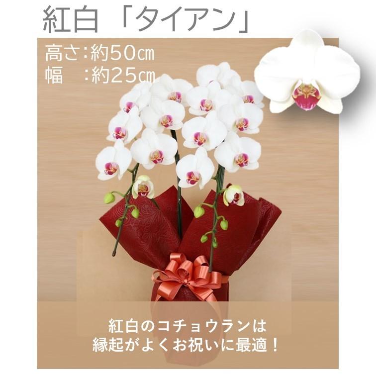 人気品種 胡蝶蘭 ギフト 敬老の日 プレゼント お祝い 全てモテギ洋蘭園産 選べるミディ胡蝶蘭 ストライプ 黄色 ピンク 2本立 紅白 アウトレット 送料無料 白 自宅用 濃紫