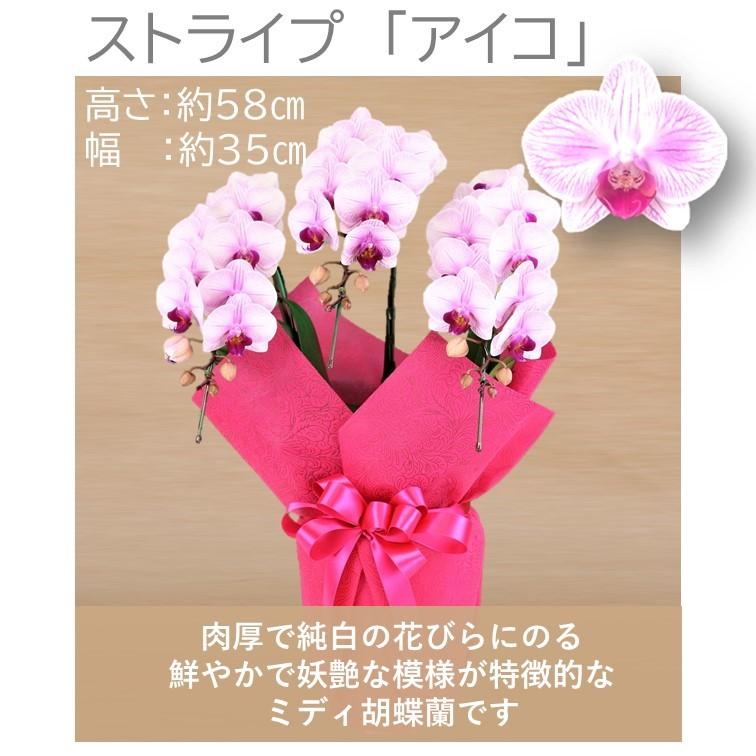 人気品種多数 胡蝶蘭 ギフト プレゼント お中元 就任 お祝 「全てモテギ洋蘭園産」選べるミディ胡蝶蘭 3本立 白 ピンク 紅白 紫 黄色 :eraberu3f-2021:フラワーショップエフラ - 通販 - Yahoo!ショッピング 人気品種多数 胡蝶蘭 ギフト プレゼント お中元 就任 お祝 「全てモテギ洋蘭園産」選べるミディ胡蝶蘭 3本立 白 ピンク 紅白 紫 黄色 :eraberu3f-2021:フラワーショップエフラ - 通販 - Yahoo!ショッピング