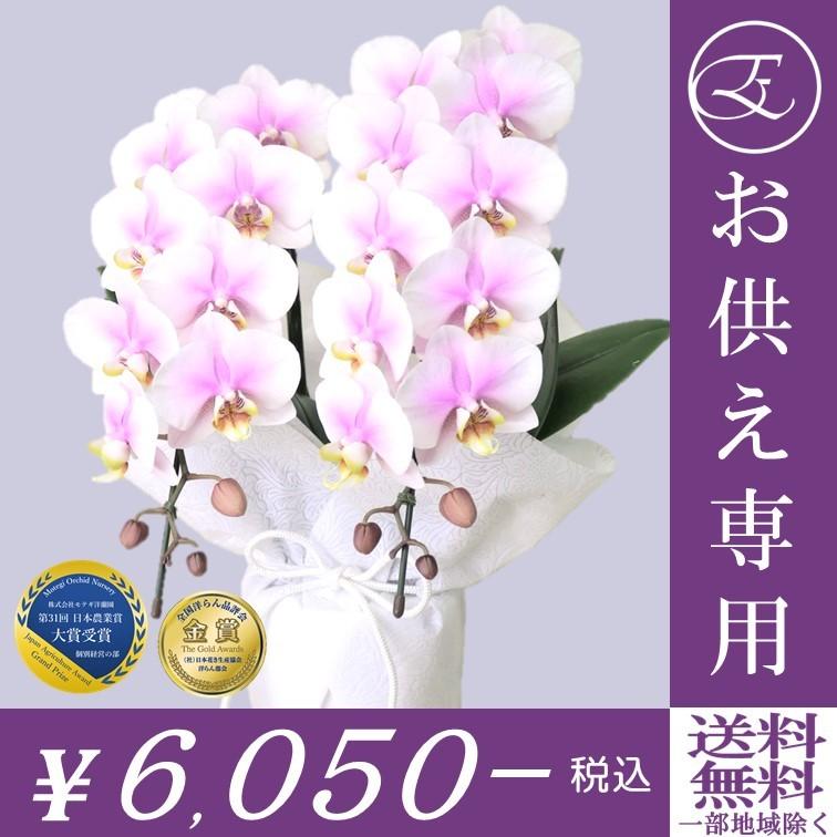 胡蝶蘭 お悔やみ お供え 専用 お盆 初盆 新盆 ルーパン ２本立 仏前 供養 ラッピング付き 霊前