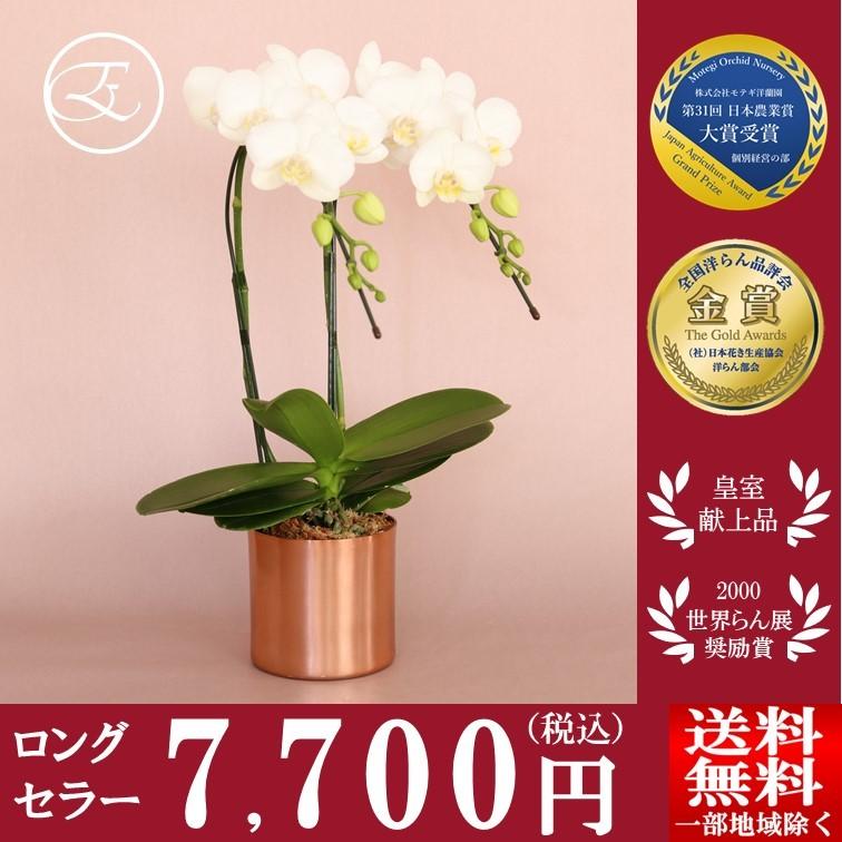 最大48 Offクーポン 胡蝶蘭 就任祝い ギフト お祝い おしゃれ プレゼント スーパーアマビリス 2本立 ピンクアルミポット 希少 限定 モテギ洋蘭園 茂木 入手困難