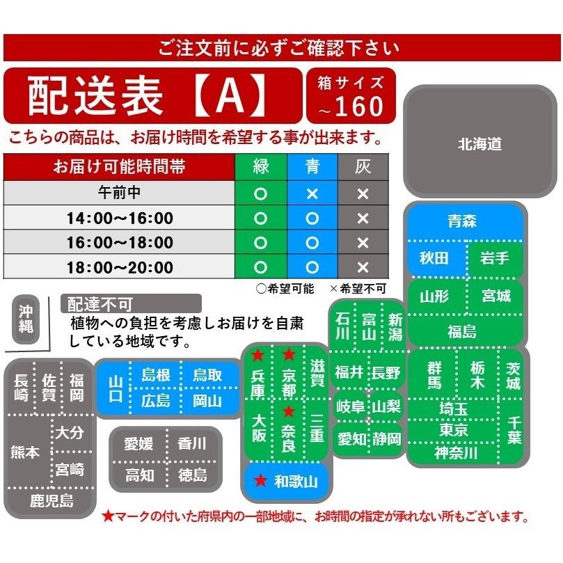 胡蝶蘭 ギフト お祝い 就任祝い ルーパン 5本立 ミディ胡蝶蘭 開店祝い 個展のお祝い 昇進祝い Mg 04 M5fpm フラワーショップエフラ 通販 Yahoo ショッピング