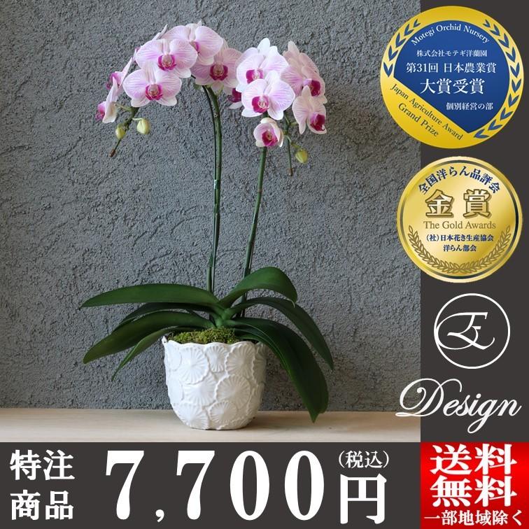 胡蝶蘭 ギフト お祝い プレゼント オリバー 2本立 フォシール レギュラー ミディ 祝い 開店 お中元 お歳暮 新築祝い 誕生日 新築 花 Md2fst フラワーショップエフラ 通販 Yahoo ショッピング
