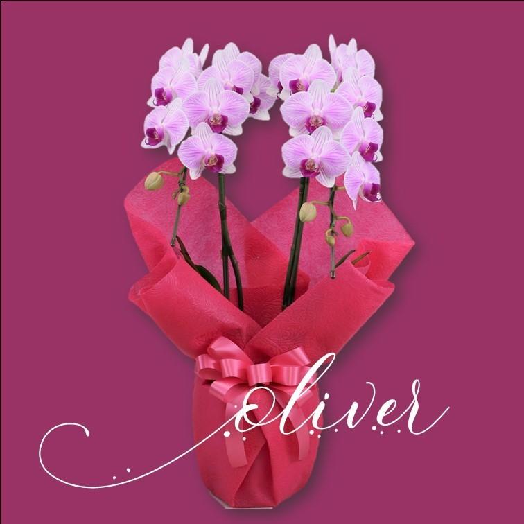 胡蝶蘭 就任祝い ギフト お中元 お祝い プレゼント オリバー 2本立 モテギ洋蘭園 人気 ストライプ 選べるラッピング 開店 誕生日 新築 Md2fstr5500 フラワーショップエフラ 通販 Yahoo ショッピング