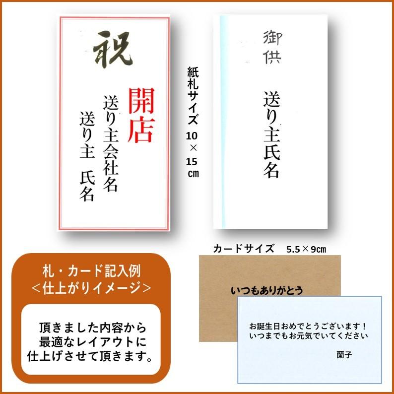 胡蝶蘭 ギフト お祝い プレゼント ルーパン 3本立 レギュラー ミディ 開店 祝い 誕生日 結婚 開院 開業 お歳暮 新築 花 Md3fpl03 フラワーショップエフラ 通販 Yahoo ショッピング