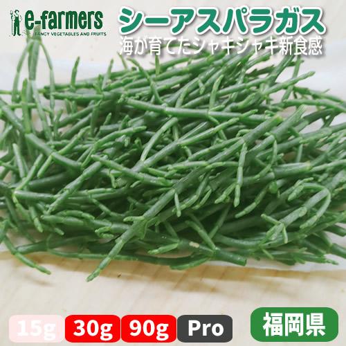 シーアスパラガス | 厚岸草 珍しい野菜 新感覚 シャキシャキ 天然の塩味 ミネラル豊富 生サラダ 福岡県産 | 