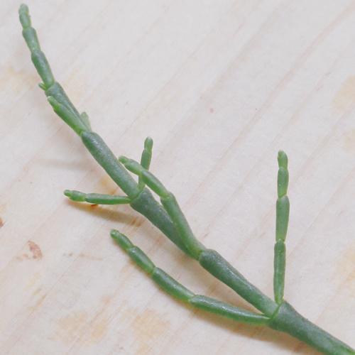 シーアスパラガス | 厚岸草 珍しい野菜 新感覚 シャキシャキ 天然の塩味 ミネラル豊富 生サラダ 福岡県産 |  | 02