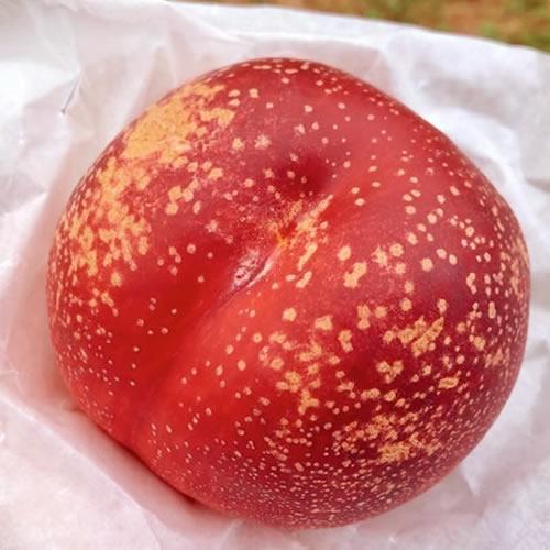 ネクもも ハネージュ |  極甘 糖度２０度超え 濃厚な甘さ 皮ごと食べられる 希少品種 数量限定 岩手県産 |  | 05