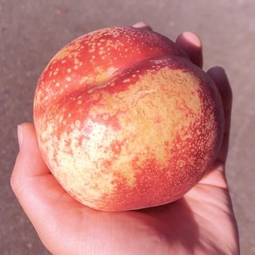 ネクもも ハネージュ |  極甘 糖度２０度超え 濃厚な甘さ 皮ごと食べられる 希少品種 数量限定 岩手県産 |  | 07