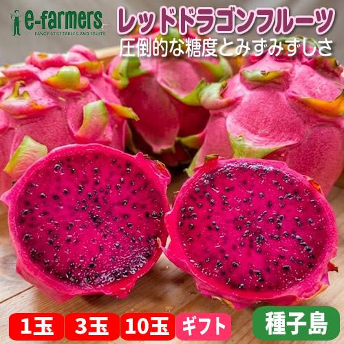 レッドドラゴンフルーツ  | 【完熟・濃密な甘み】南国種子島の太陽と潮風が育んだ鮮烈ルビーの美容果実 種子島産 | 