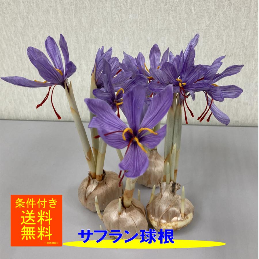 サフラン 秋咲 球根 福花園種苗(株) : ロイヤル福花園 Yahoo!店 - 通販 - Yahoo!ショッピング