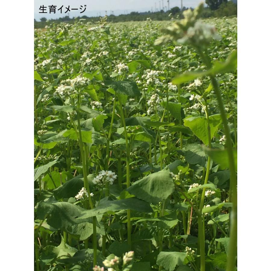 そば種子(信濃１号) 種子1L詰　福花園種苗｜efu-no-hana｜05