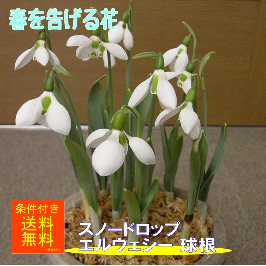スノードロップ ガランサス エルウェイシー 4球 球根 福花園種苗(株