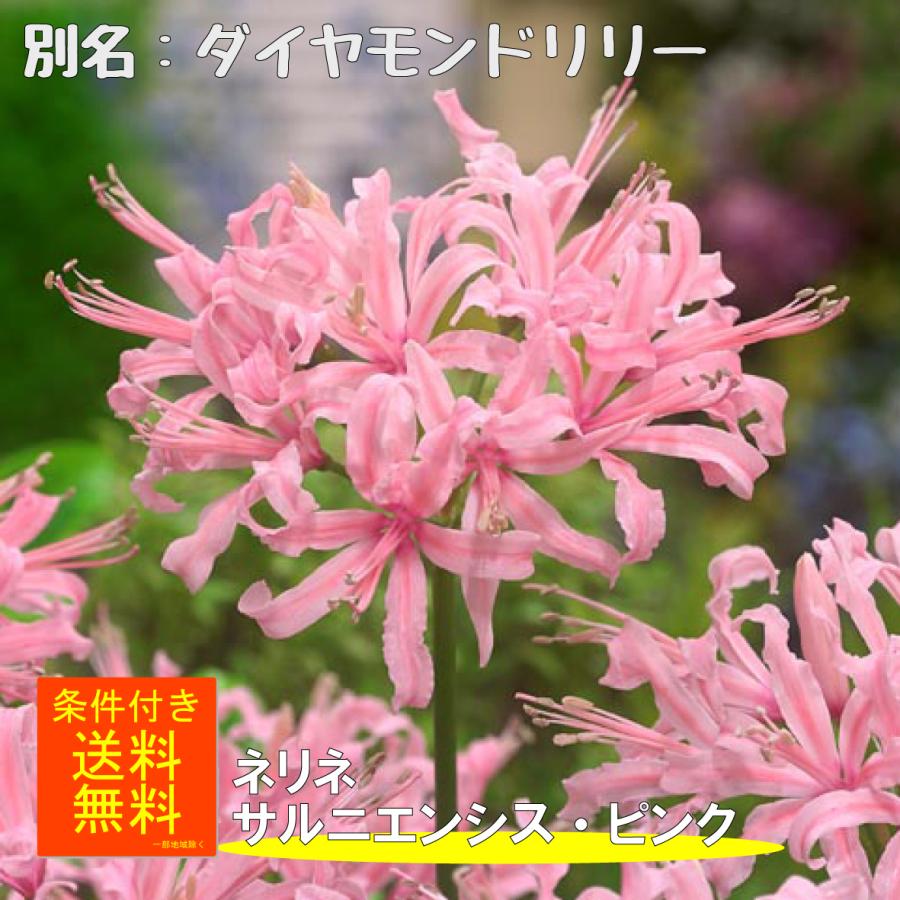 ネリネ サルニエンシス ピンク ダイヤモンドリリー 秋咲 球根 福花園