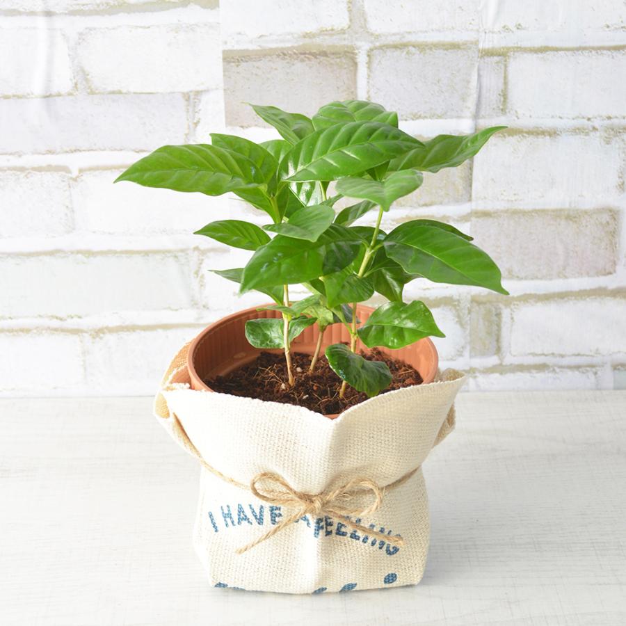 観葉植物 コーヒーの木 高さ:約25cm 贈り物 プレゼント ギフト プチギフト お祝い 誕生日 開店祝い 開業祝い インテリア おしゃれ | 