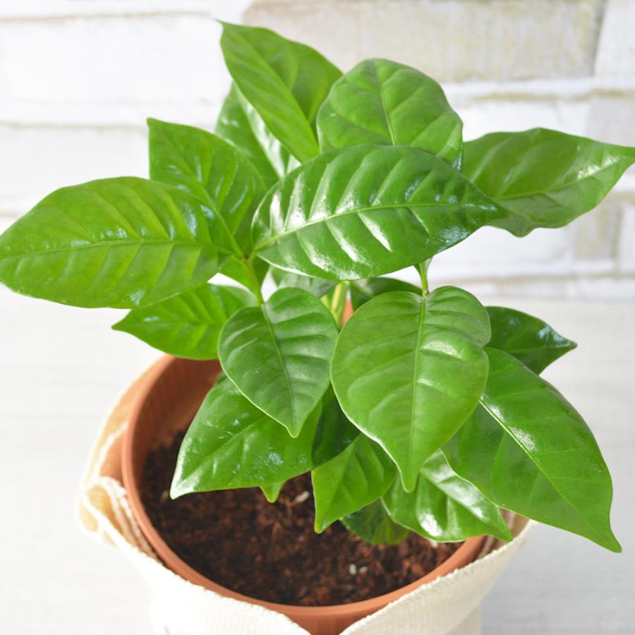 観葉植物 コーヒーの木 高さ:約25cm 贈り物 プレゼント ギフト プチギフト お祝い 誕生日 開店祝い 開業祝い インテリア おしゃれ |  | 01