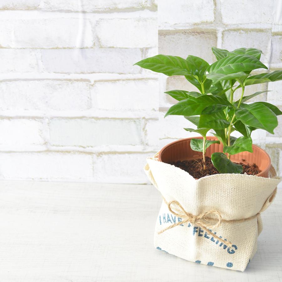 観葉植物 コーヒーの木 高さ:約25cm 贈り物 プレゼント ギフト プチギフト お祝い 誕生日 開店祝い 開業祝い インテリア おしゃれ |  | 02