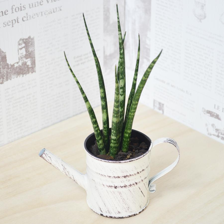観葉植物 ミカド 高さ:約20cm 贈り物 プレゼント ギフト プチギフト お祝い 誕生日 開店祝い 開業祝い インテリア おしゃれ | 