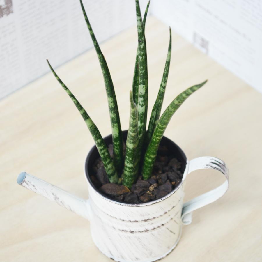 観葉植物 ミカド 高さ:約20cm 贈り物 プレゼント ギフト プチギフト お祝い 誕生日 開店祝い 開業祝い インテリア おしゃれ |  | 01