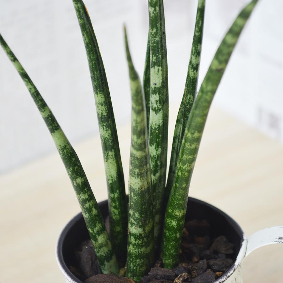 観葉植物 ミカド 高さ:約20cm 贈り物 プレゼント ギフト プチギフト お祝い 誕生日 開店祝い 開業祝い インテリア おしゃれ |  | 02