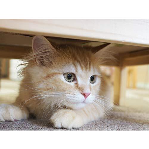 OLYMPUS M.ZUIKO DIGITAL 25mm F1.8 シルバー マイクロフォーサーズ用 単焦点レンズ F1 25mm シルバー