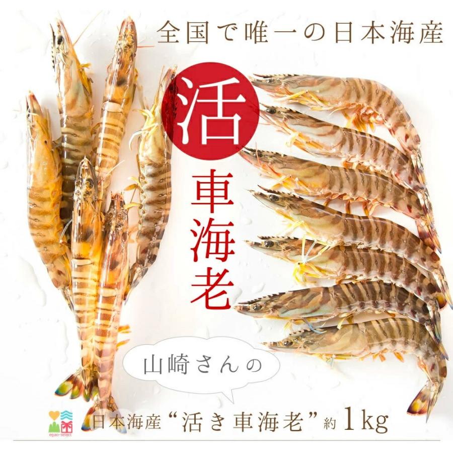 限定価格 車海老 活き車エビ 約１kg 約30 40尾入 送料無料 えび エビ刺身 車エビ 活車海老 活きエビ お歳暮 ギフト セール 送料無料 Artrwanda Rw